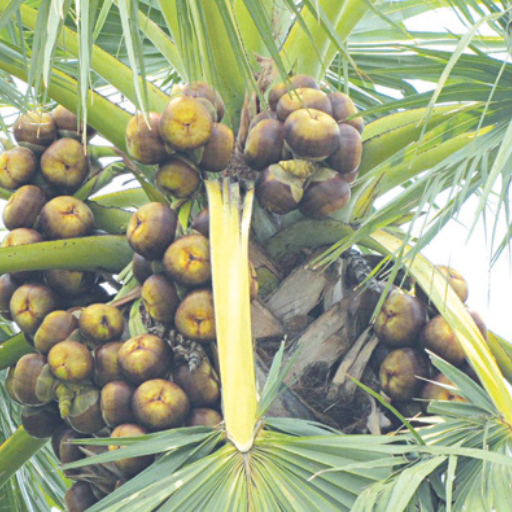 Tác dụng của đường thốt nốt